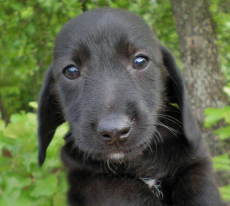 20090513324697_blackWeenieMix054.JPG_w450.jpg
