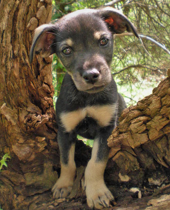 20090506313123_chiweenie002.JPG
