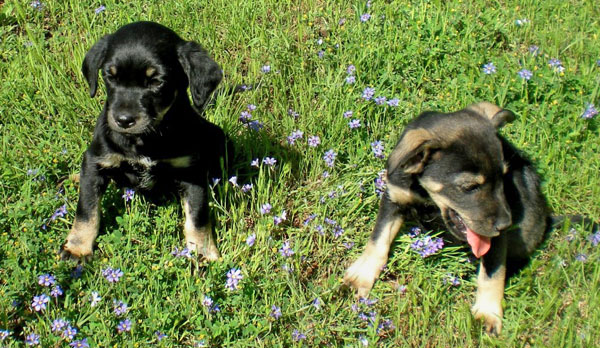 20090506313124_chiweenie004.JPG