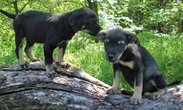 20090506313125_chiweenie031.JPG