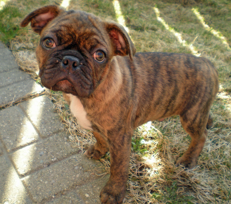 20090504318096_Bowser2010.jpg