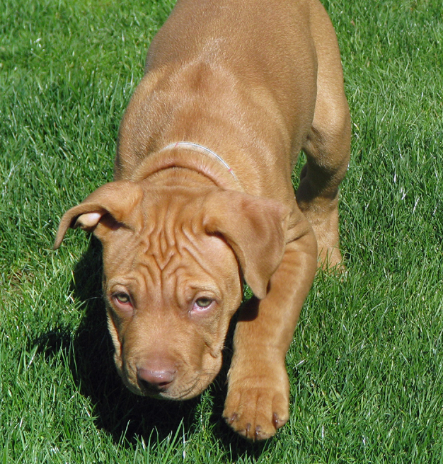 20090422307883_grass2.jpg