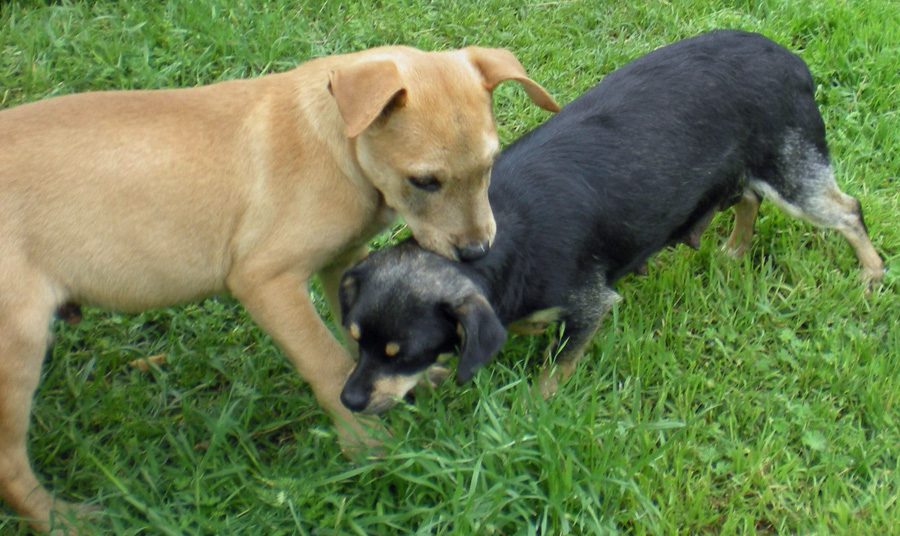 20090527318343_DSCN2884.JPG