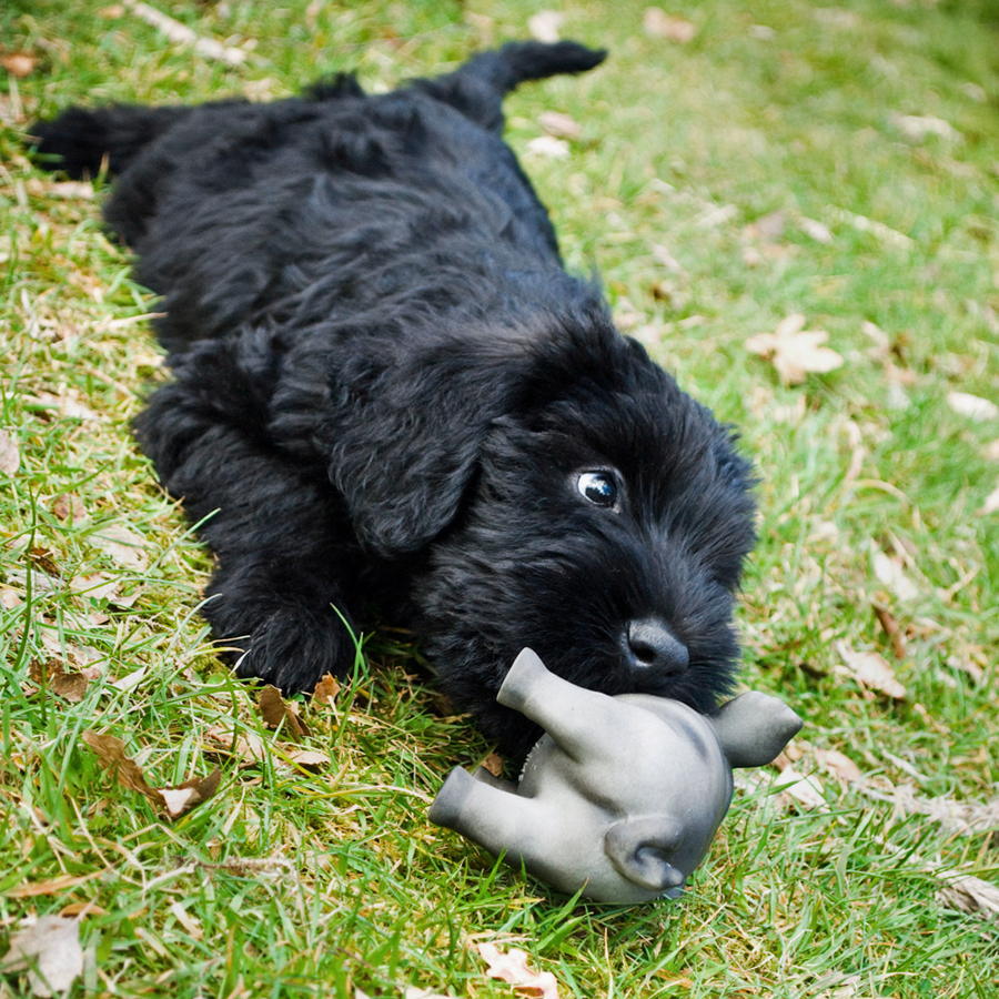 20090409295190_Maggie5.jpg