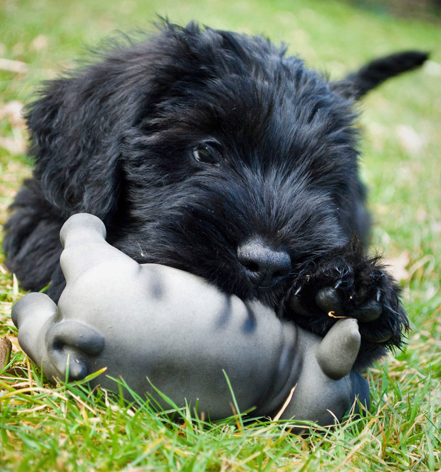 20090409295191_Maggie3.jpg