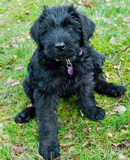 20090409295192_Maggie4.jpg_w450.jpg