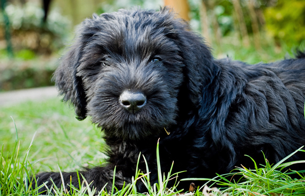20090409295197_Maggie1.jpg