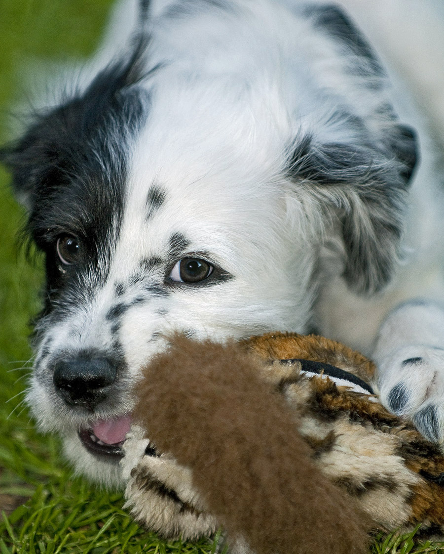 20090406292207_buzzsleeping4x6.jpg