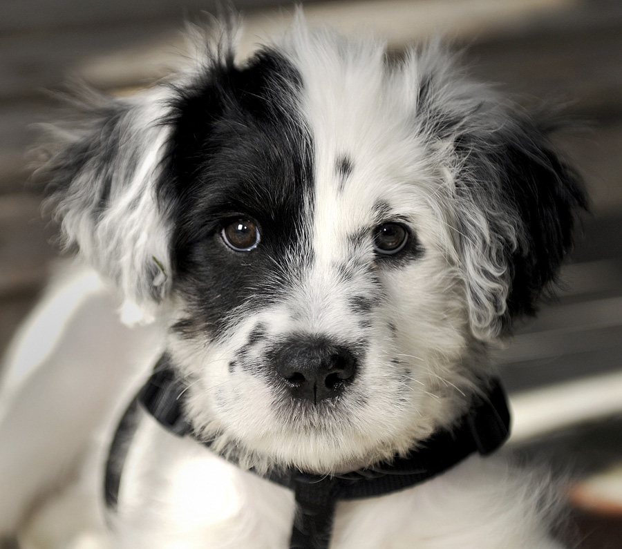 20090406292209_Puppysittinghappy.jpg
