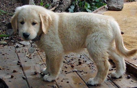20090425310397_DSC01794.JPG_w450.jpg