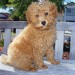 20090515322726_2009_0505rorys0032.JPG_w450.jpg