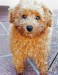 20090515322790_2009_0426rorys0015.JPG_w450.jpg