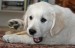 20090513326929_57.jpg_w450.jpg