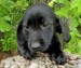 20090513324707_blackWeenieMix040.JPG