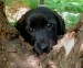 20090513326199_blackWeenieMix036.JPG