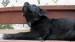 20090506321176_Sassy58.JPG