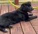 20090506321177_Sassy59.JPG