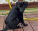 20090506321181_Sassy85.JPG