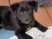 20090506321260_Sassy152.JPG