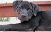 20090506321280_Sassy154.JPG_w450.jpg