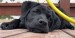 20090506321289_Sassy172.JPG
