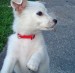 20090428312245_marley27.jpg