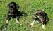 20090506313124_chiweenie004.JPG