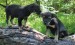 20090506313125_chiweenie031.JPG