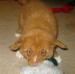 20090504318551_8wksvito60001.jpg