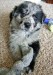 20090427300922_carpettoy.JPG_w450.jpg