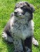 20090427311660_LooLooAction.jpg