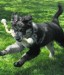 20090427311661_LooLooBoots.jpg
