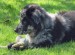 20090427311665_LooLooSits.jpg