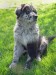 20090427311666_LooLooTongue.jpg