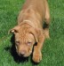 20090422307883_grass2.jpg