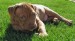 20090422307884_yard1.jpg