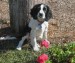 20090412298084_Bridgetown115.jpg