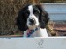 20090412298096_Bridgetown131.jpg
