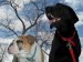 20090412298527_chomperishome022.jpg