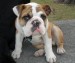 20090412298532_chomperishome009.jpg