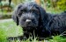 20090409295197_Maggie1.jpg