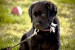 20090526337920_3432050940_e5cd0f9b82_o.jpg_w450.jpg