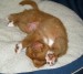 20090504318553_8wksvito410003.jpg