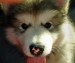 20090430314433_DSC00055.JPG
