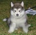 20090430314437_DSC01741.JPG