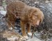 20090504318561_15wksVito80009.jpg