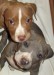 20090518331061_8.jpg_w450.jpg